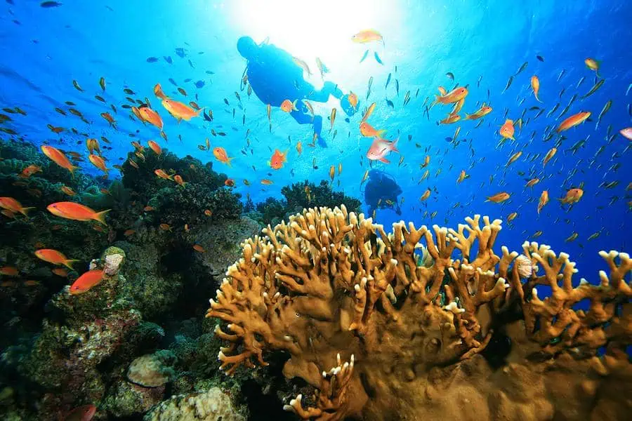 Two scuba divers swim above vibrant coral reefs surrounded by numerous orange and yellow fish in clear blue water. The sunlight filters through from above.